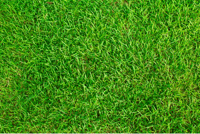 Artificial Grass