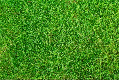 Artificial Grass